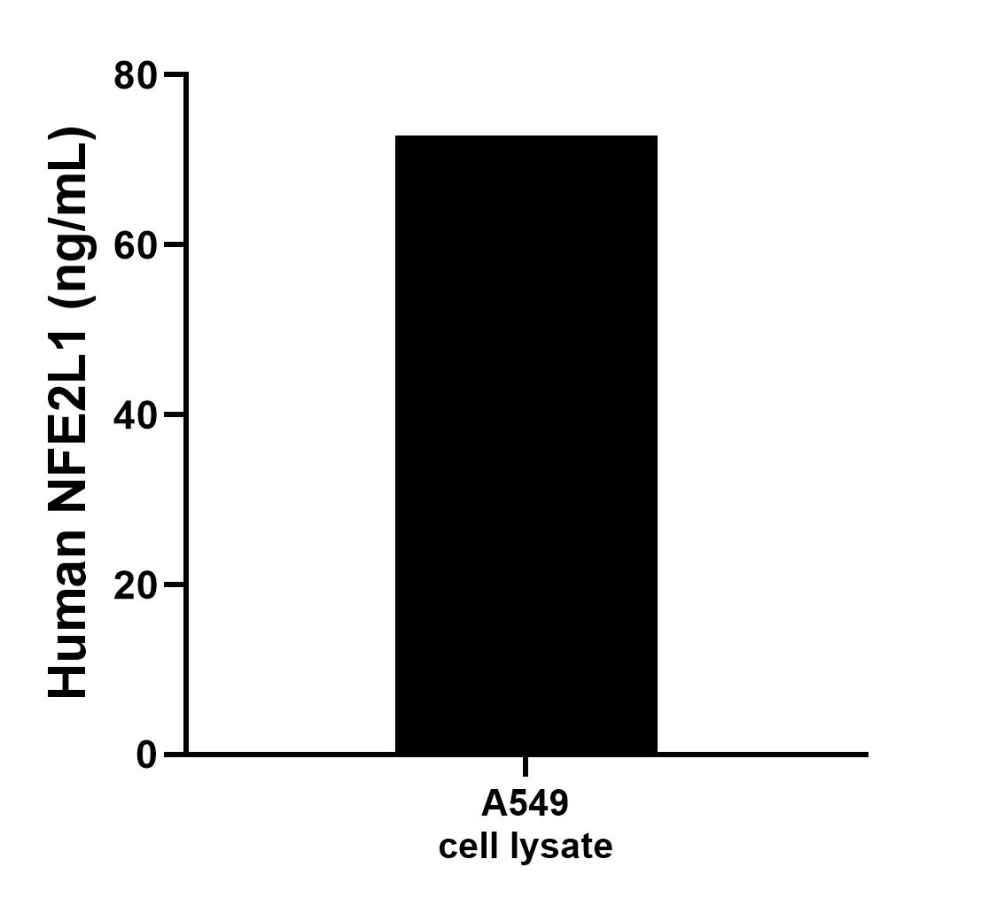 A549 cell lysate was measured. The human NFE2L1 concentration of detected samples was determined to be 72.89 ng/mL (based on a 2.2 mg/mL extract load).